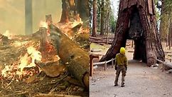 California wildfires: Rush to protect iconic ‘Grizzly Giant’ sequoia tree in Yosemite National Park