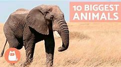 The Real 10 BIGGEST Animals in the World