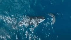 Video: Killer Whale Viciously Attacks Great White Shark