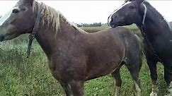 Horse Breeding Farm in US | Simple Equine Farm Part 2