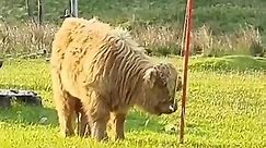 Wee Highland cow spotted ‘playing swingball’ in garden