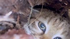 Black footed cats are rarest wildcat in Africa