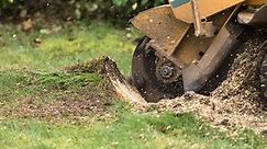 How to Remove a Tree Stump (5 Ways)