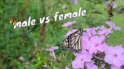 Male vs Female Monarch Butterfly