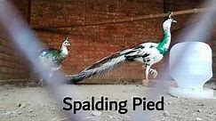 Spalding Pied Peacock