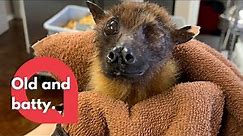 Meet the world's oldest bat who is too old to fly - but loves to sunbathe! | SWNS