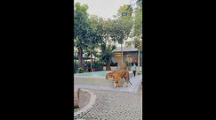 Up close meeting with tigers at Pattaya's Exotic Tiger Park in Thailand