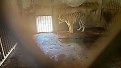 20 Tigers Die in East China Zoo, Investigation Finds