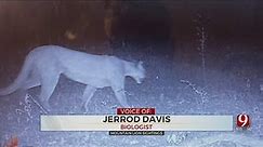 Oklahomans Capture Video Of Mountain Lions On Trail Cams