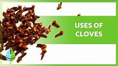 BENEFITS of CLOVE 💚 (Properties, Uses and How to take it)