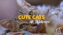 Cute and Funny Cat Videos (Epic 4K Live Wallpaper) - Adorable Cats Screensaver Video | FREE DOWNLOAD
