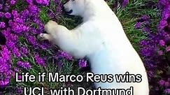Life if Marco Reus wins UCL with Dortmund | Funny meme | Football | Soccer | Reus