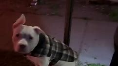 Zeus' Rescues - Early morning rescue! Someone left this...