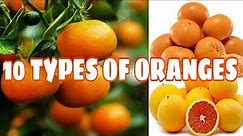 10 TYPES OF ORANGES || #Oranges #typesoforanges #IndayLynne