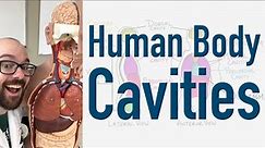 Human Body Cavities - And Torso Model Organ Tour!