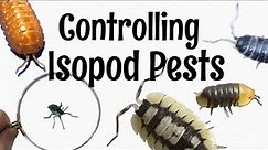 Isopod Care Guide Part 6: Controlling Isopod Pests