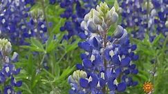Nature: Texas bluebonnets