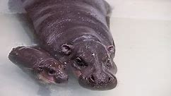 Endangered baby pygmy hippo Petunia is just the cutest