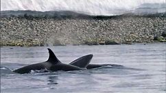 Killer Whales Attack Minke Frozen Planet BBC Earth