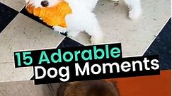 15 Adorable Dog Moments