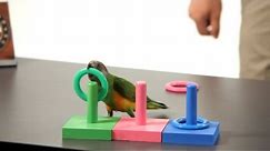 How to Teach a Parrot to Play Ring Toss | Parrot Training
