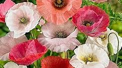 Outsidepride Papaver Rhoeas Mother of Pearl Corn Poppy Flower Seed Mix - 1000 Seeds