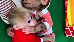 #monkey#monkeys#monkeybaby#babymonkey#cutemonkey#cute#adorable#ape#gorilla#monkeyss#love#happy#relaxing#cool#animal#animals#cuteanimals#animalsoftiktok#monkeysoftiktok#funny#funnymonkeys#funnyanimals#loving#petmonkey#petanimal#zoo#wildlife#bestofmonkeys#spoiled#viral#foryou#foryoupage#fyp#meme#pets#trending#oragutan#chimp#chimpanzee#spidermonkey#gorilla#ape#hilarious