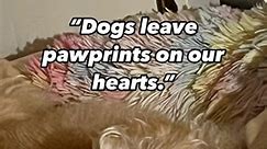 Funny dog quotes. | Dottie Dog Discovers
