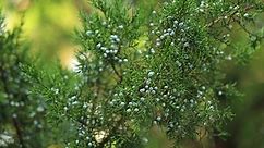 The Growth Rate of a Juniper Tree