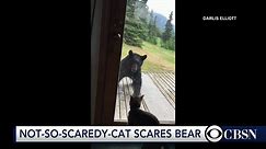 Bear proves no match for house cat