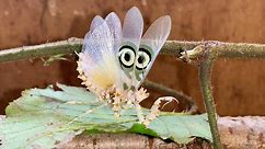 'Beautiful Target Mantis Puts on a Stunning Defense Display'