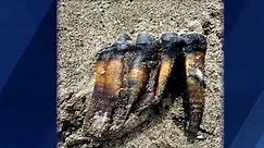 Mastodon Tooth Found on Beach in Santa Cruz County