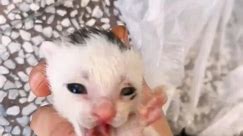 Woman rescues kittens trapped inside plastic bags!❤️‍🩹