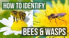 Bee or Wasp? How to Identify Bees and Wasps