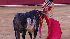 Matador gored to death in bullfight
