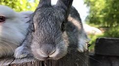 Growing rabbits at its Manor. Individual entrepreneur holding rabbits. Muzzle of a rabbit close-up. Video shot on the iPhone 7 Plus