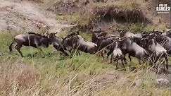 Leopard chases wildebeest, lioness chases leopard #robtheranger #natureismetal | Rob The Ranger Wildlife Videos