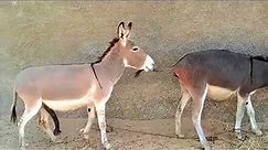 Exploring Donkey Reproduction🙀: An Educational Look at Animal Breeding #mating