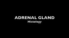 Adrenal Gland