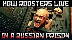 WHO IS A ROOSTER IN A RUSSIAN PRISON / WHY THEY ARE HUMILIATED