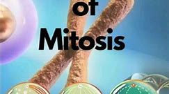 Significance of Mitosis, Class-11 #cellcycleandcelldivision #cellcycle #mitosis #biologynotes