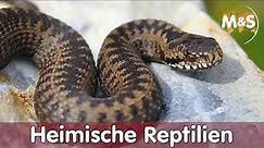 Heimische Reptilien | Welche Reptilien gibt es in Deutschland? | ABC-H