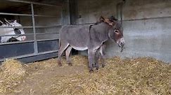 A new miniature donkey foal - Cannon Hall Farm
