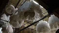Fabrication des tutus du ballet "Le Lac des cygnes" de Rudolf Noureev
