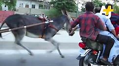 Donkey Racing In Karachi