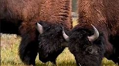 Bison The Largest Mammals of North America | The Wild Animal Facts