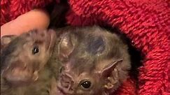 White-winged vampire bats