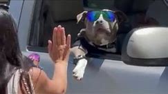 Dog Wearing Sunglasses Gives Woman High Five