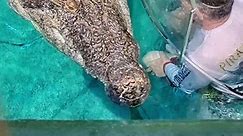 5.5 meter Australian Saltwater Crocodile #crocodiles #australia #animals #reptiles #darwin#northernterritory