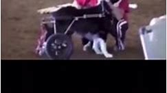 Zip was a champion agility dog, when she was hit by a car and paralyzed. When she came to competitions to watch her brother, “her whole body lit up”.They let her do a fun run after the competition and her joy is everything.. 🥺 | Cat Dog love